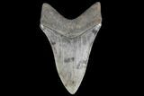Serrated, Fossil Megalodon Tooth - Lower Tooth #134280-2